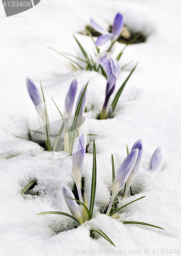 Image of Crocus flower in the snow