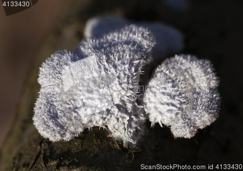 Image of Lichen growing on a dead tree