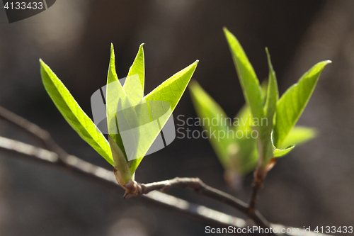 Image of Fresh spring leaves