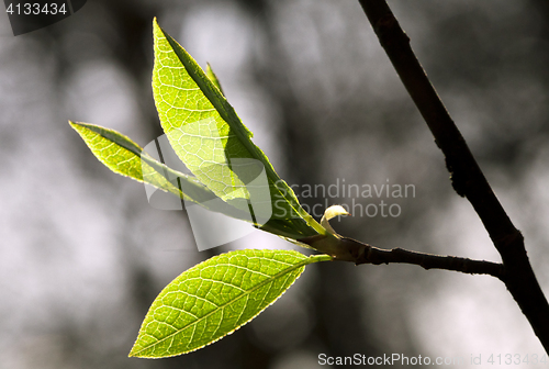 Image of Fresh spring leaves