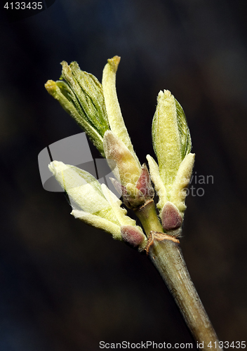 Image of Fresh spring leaves