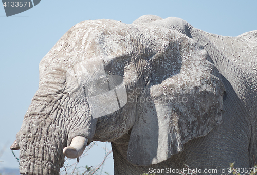 Image of old elephant