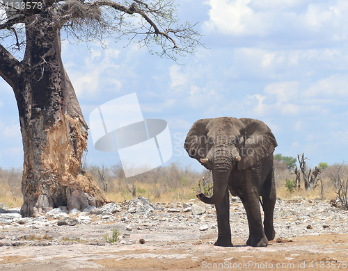 Image of elephant in Africa