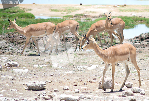 Image of antelopes impala