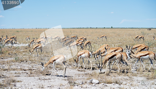 Image of Etosha park