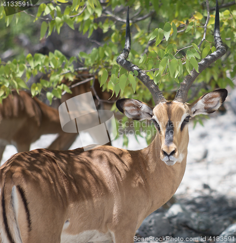 Image of antelope impala