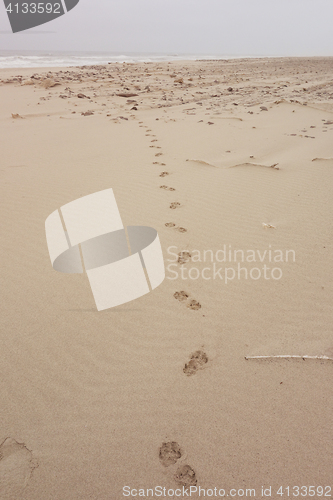 Image of big cat track