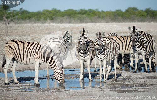Image of zebras at a watering hole