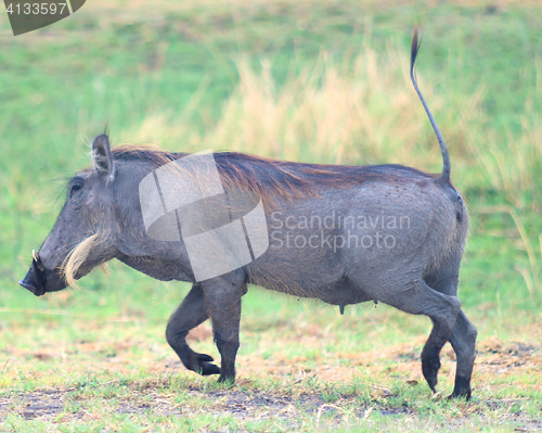 Image of warthog