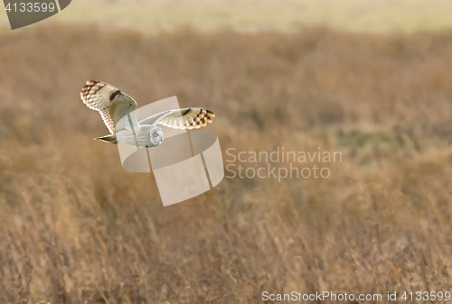 Image of Short-eared Owl Hunting