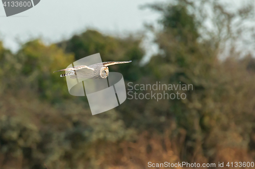 Image of Short-eared Owl over Sussex Countryside