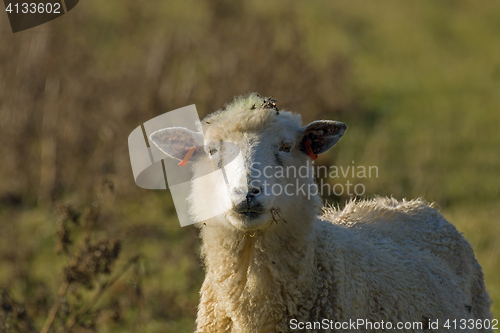 Image of Sheep Looking