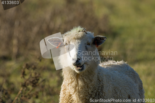 Image of Sheep Chewing 