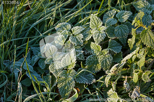 Image of Frost on Nettles