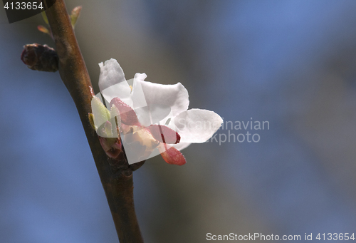 Image of Sakura flower, close-up