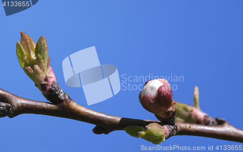 Image of Sakura buds, close-up