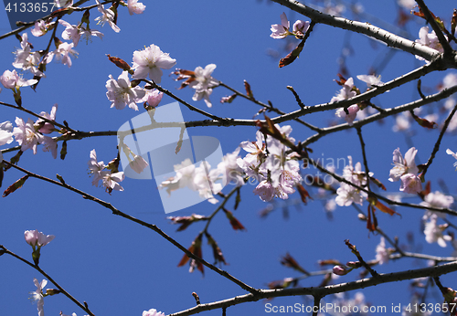 Image of Sakura in the spring