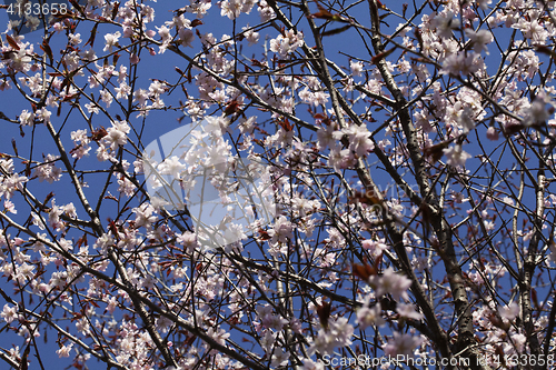 Image of Sakura in the spring