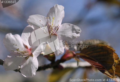 Image of Sakura flowers, close-up