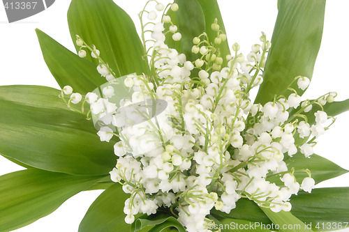 Image of Mayflowers