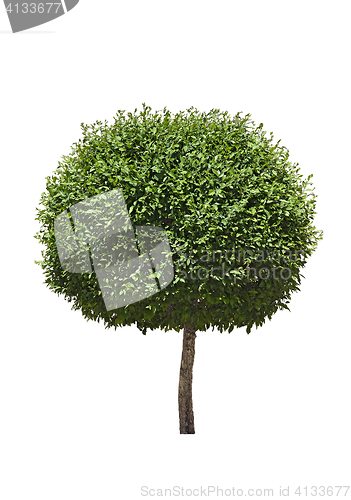 Image of Isolated topiary tree