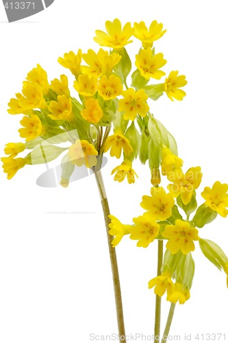 Image of Primrose