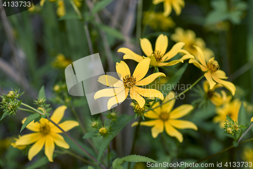 Image of Bearded Beggartick (Bidens aristosa)