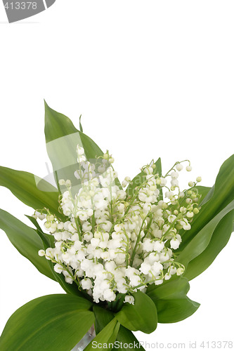 Image of Spray of mayflowers