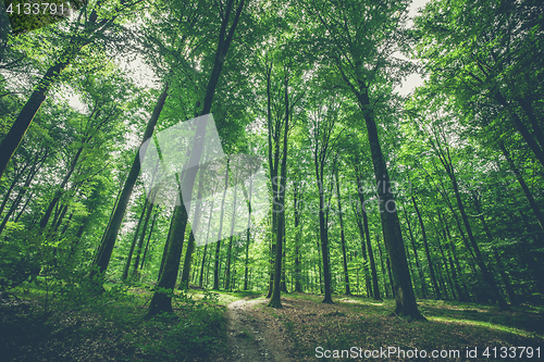 Image of Trees in the forest with green leaves