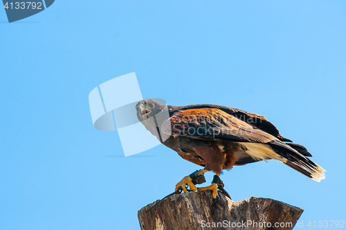 Image of Steppe eagle on the top of a wooden tree log