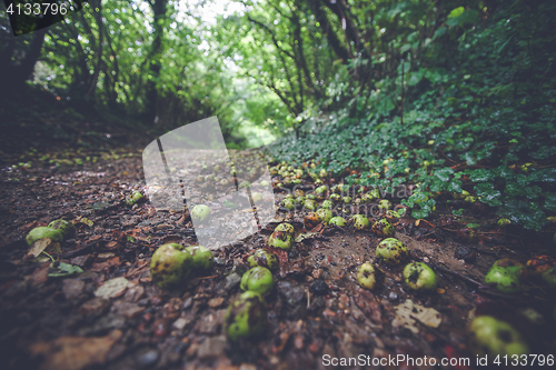 Image of Fallen apples on the ground