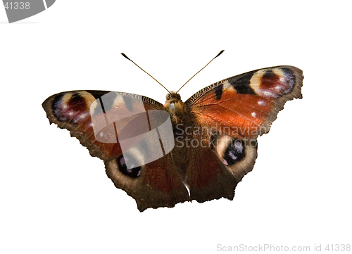 Image of Butterfly