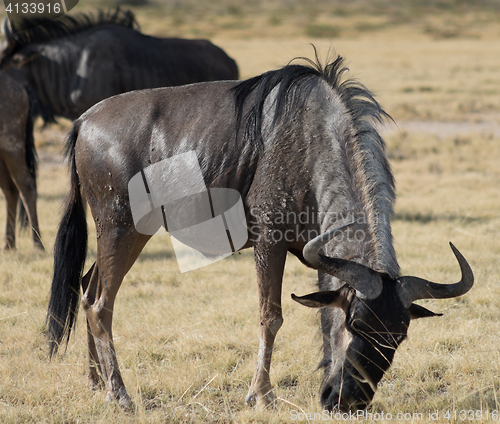 Image of antelope Gnu