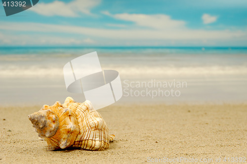 Image of Conch shell on exotic beach