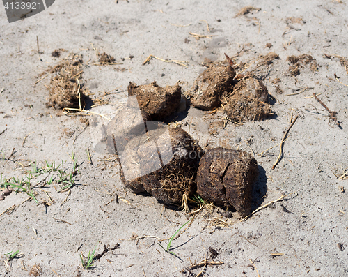 Image of elephant excrement