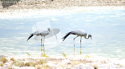 Image of park Etosha