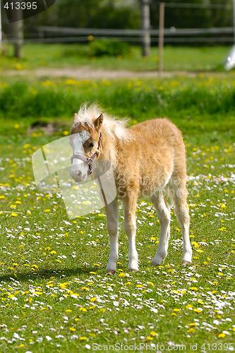 Image of Young horse foal and meadow