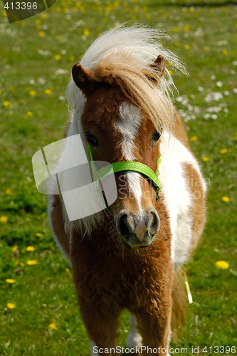 Image of Pony horse on green grass