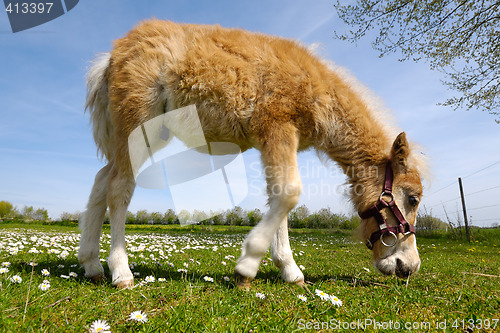 Image of Horse foal is eating green grass