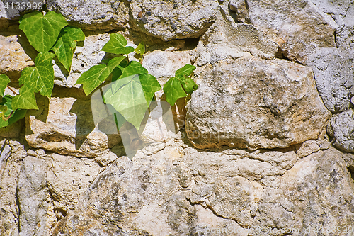 Image of Green English Ivy