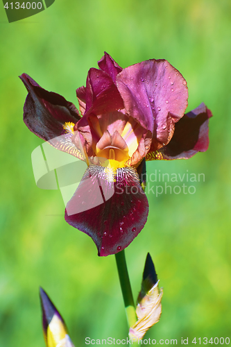 Image of Iris of Burgundy Color