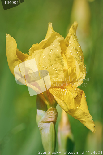 Image of Flower of an Yellow Iris 