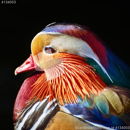 Image of Portrait of Mandarin Duck