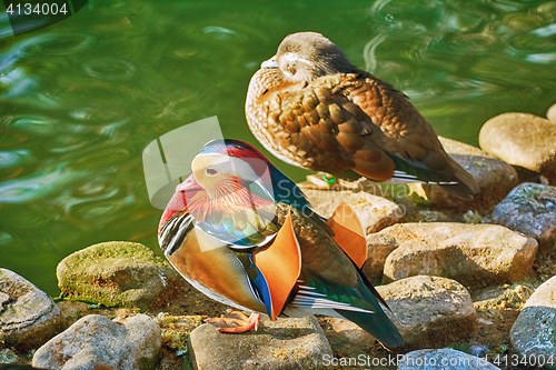 Image of Mandarin Ducks On Stones