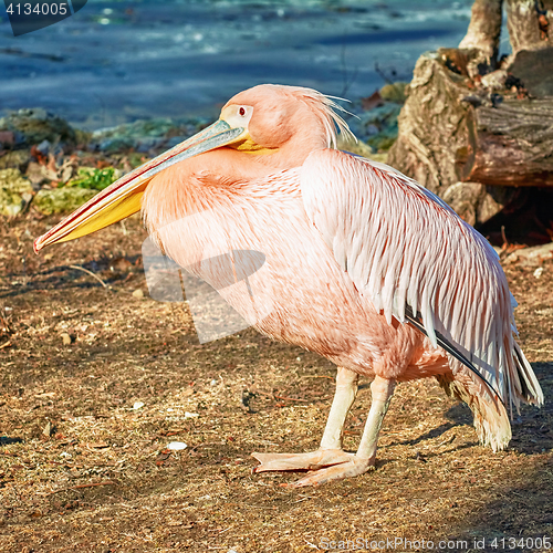 Image of Pelican on the Ground