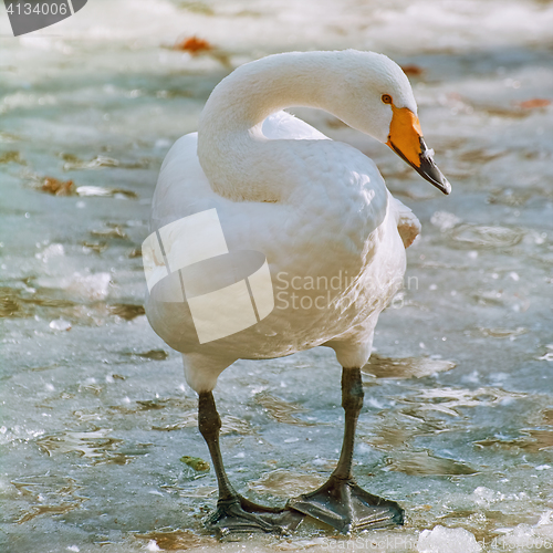 Image of Swan on Ice