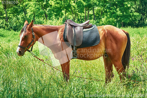 Image of Saddled Chestnut Horse