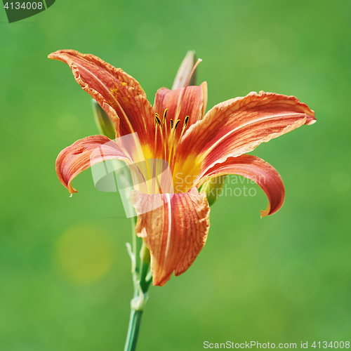 Image of Lily Flower over Green