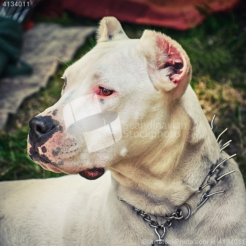 Image of American Staffordshire Terrier