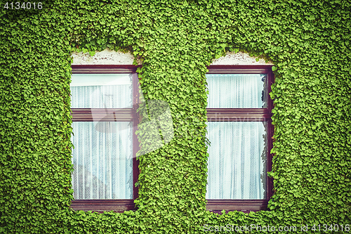 Image of Windows among Ivy